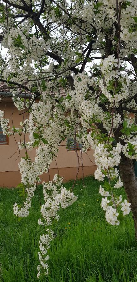 Limonádé Apartman Apartman Gárdony Kültér fotó